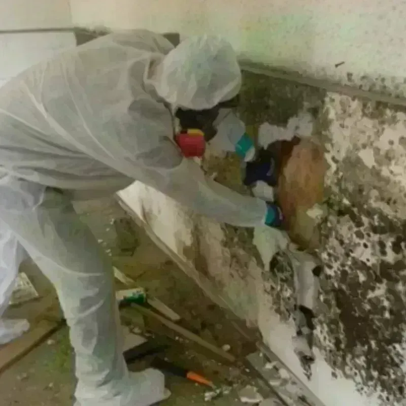 Mold Remediation and Removal in Charleston, WV